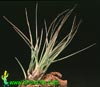 Tillandsia tricolor v. melanocrater-Tillandsia melanocrater