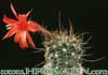 Matucana krahnii- 