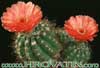 Notocactus ottonis v. vencluianus- 