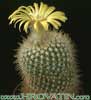 Parodia aureispina-Parodia aureispina