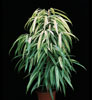 Ficus alii-Carrion Plant
