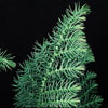 Araucaria heterophylla - Norfolk island pine