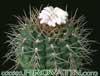 Gymnocalycium euripleurum- 