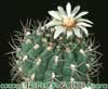 Gymnocalycium ambatoense- 