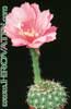 Pseudolobivia kermesina- 