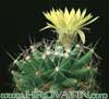 Dolichothele longimamma- 