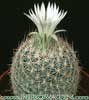 Escobaria tuberculosa-Cob cactus