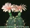 Gymnocalycium horstii- 