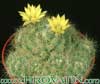 Dolichothele baumii- 