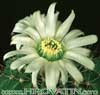 Acanthocalycium klimpelianum -  