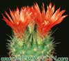 Parodia penicillata v. nivosa- 