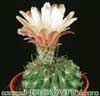 Neoporteria eriocephala v. grandiflora- 