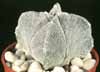 Astrophytum myriostigma v. quadricostatum-Bishop's Cap