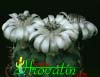 Gymnocalycium anisitsii- 