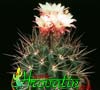 Pyrrhocactus floccosus- 