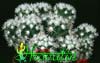 Mammillaria vetula ssp. gracilis v. 'Arizona snowcap'-Snow mammillaria