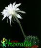 Echinopsis eyriesii-Pink Easter Lily Cactus
