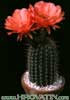 Helianthocereus huascha v. roseiflorus- 