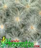 Mammillaria plumosa-Feather Cactus