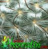 Mammillaria bombycina-Silken Pincushhion