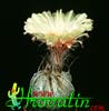 Astrophytum niveum-Goat's Horns Cactus