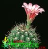 Gymnocalycium monvillei- 