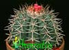 Melocactus peruvianus- 