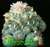 Lophophora fricii v. decipiens- 