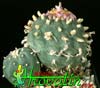 Lophophora williamsii v. pluricostata-Peyote