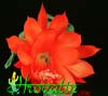Epiphyllum ackermanii- 
