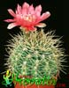 Gymnocalycium horridispinum- 