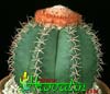 Melocactus matanzanus-Dwarf Turk's Cap Cactus