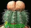 Melocactus neryi- 