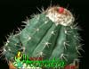 Melocactus salvadorensis- 