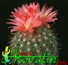 Notocactus horstii - 