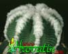 Aztekium hintonii- 