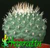Strombocactus disciformis- 