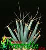Leuchtenbergia principis- 