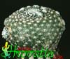 Blossfeldia liliputana- 