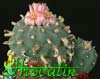 Lophophora fricii- 