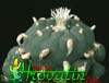 Lophophora echinata v. diffusa- 