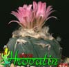 Lophophora jourdaniana- 