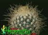 Mammillaria leptacantha-M.leptacantha
