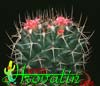 Mammillaria priessnitzii- 