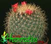 Mammillaria rhodantha v.flavispina- 