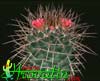 Mammillaria durispina- 