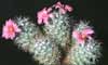 Bartschella schumannii- 