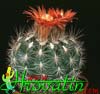 Parodia lauii- 