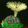 Notocactus ottonis- 