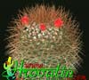 Mammillaria rhodantha- 